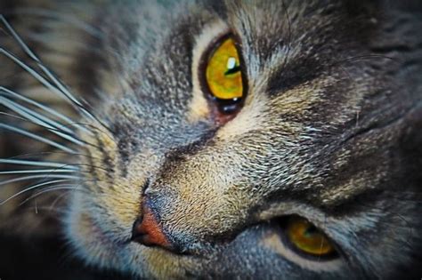 Free Image On Pixabay Cat Head Cat Face Pet Cats Cat Face