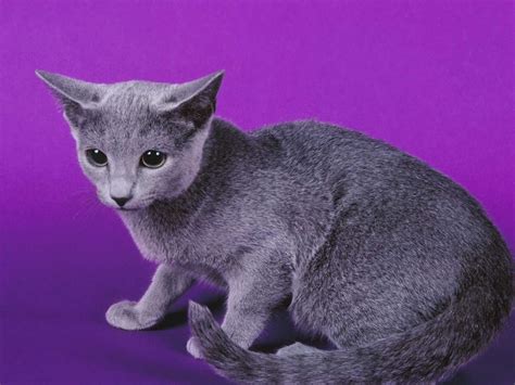 Wallpapers De Gatoscatmammalvertebratesmall To Medium Sized Cats