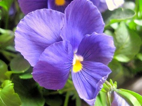 Pansy Matrix Light Blue Viola × Wittrockiana Viola Tricolo Flickr