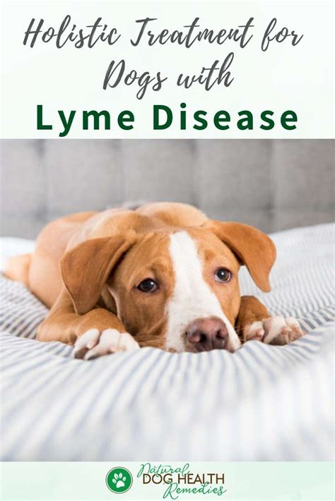Lyme Disease In Dogs Symptoms Treatment Natural Remedies