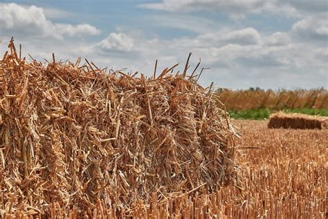 How To Maintain Forage Quality During Harvest And Storage