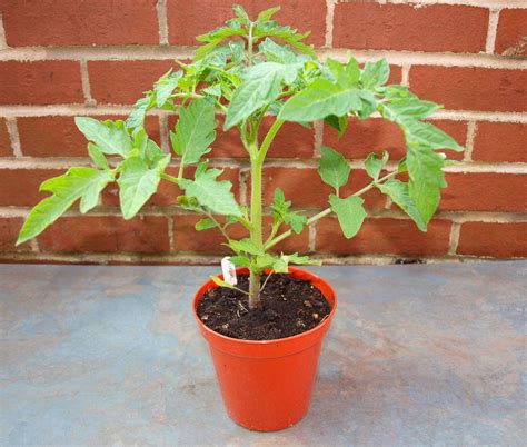 Best Growing Medium For Tomatoes In Pots Cromalinsupport