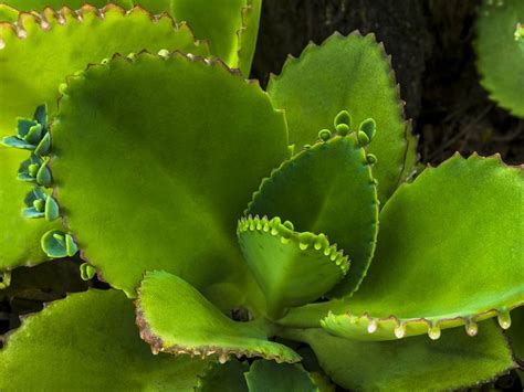 Leaf Of Life Aka Miracle Plant With Many Uses Things Guyana