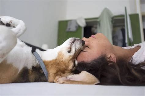 Cómo Demostrar Cariño y Amor a un Perro Dile a tu Perro que lo
