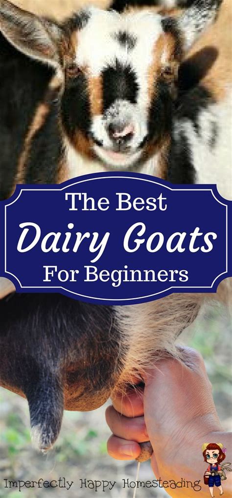 Best Dairy Goats For Beginners The Imperfectly Happy Home Goats