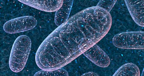 Groundbreaking Research Shows Strong Mitochondria Protect Your Dna
