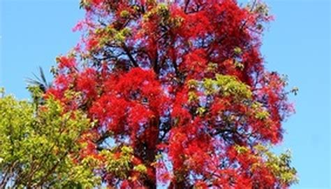 Red Flowering Trees In Florida Garden Guides