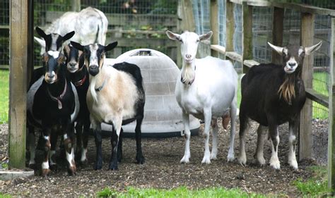Goat Group Maplewood Farm