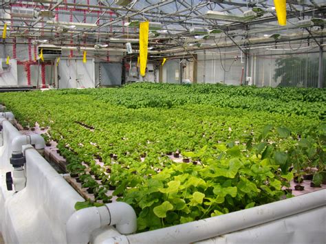 These simple designs will get you up and running fast with minimal investment. Aquaponics Raft System : John Fay Aquaponics - Ideas To ...