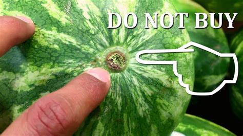 Avoid watermelons with cuts and soft spots. How to Pick a Sweet Watermelon - YouTube