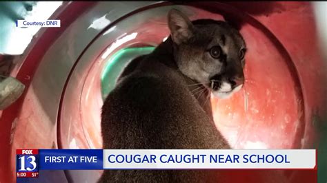 Cougar Causing Commotion In Bluffdale Caught Released Into Wild