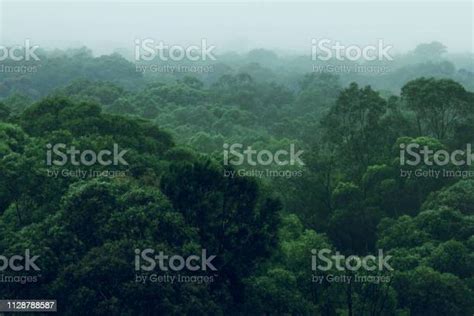 Rainforest Jungle Aerial View Stock Photo Download Image Now