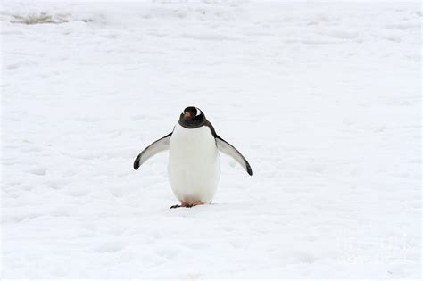 Gentoo Penguin Walking On Snow Photograph By Karen Foley Fine Art America