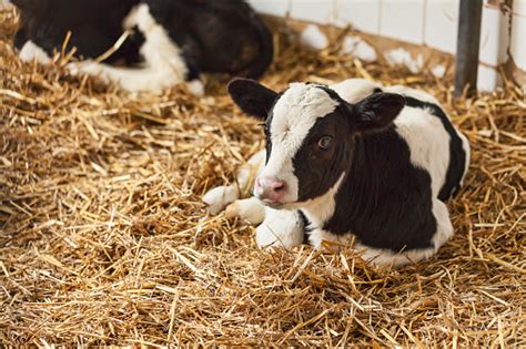 Portrait Of Calf Lying In Straw On Farm Stock Photo Download Image