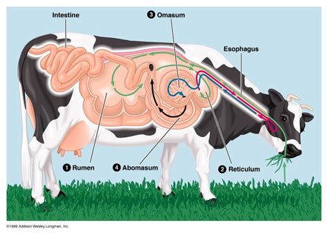 All About Rumen Microbiology Vet Extension