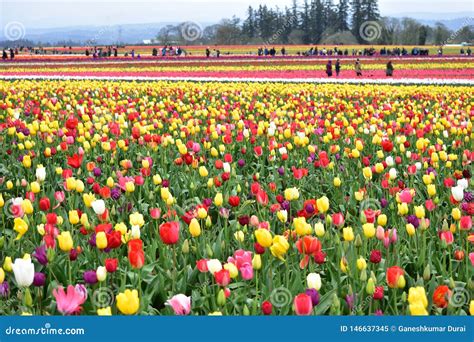 Tulips At Wooden Shoe Tulip Festival In Woodburn Oregon Stock Image