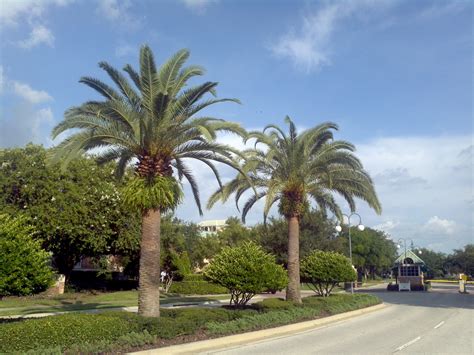 Buy Sylvester Palm Trees For Sale In Orlando Kissimmee