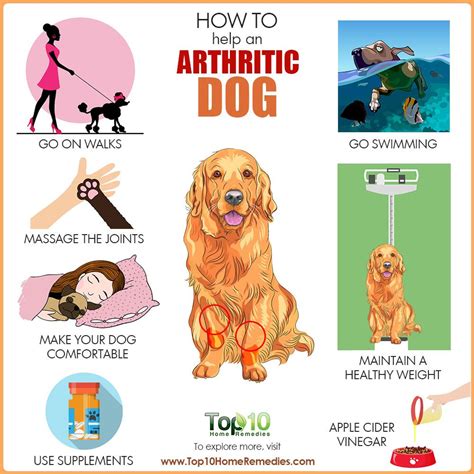 Top 6 dog food for arthritis of 2020. How to Help an Arthritic Dog | Top 10 Home Remedies