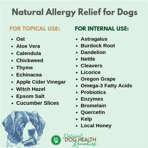 Natural Allergy Relief For Dogs Home Remedies For Canine