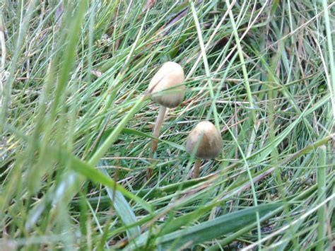 Liberty Cap Mushrooms Uk All Mushroom Info