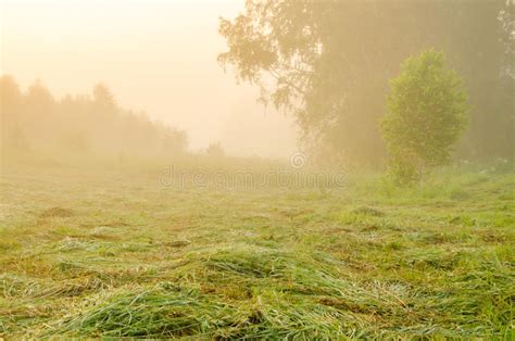 Thick Morning Fog In The Summer Forest Stock Image Image Of Foggy