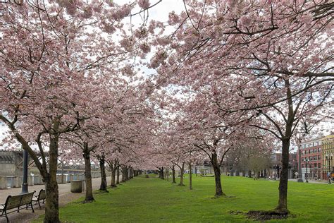 Cherry Blossom Trees At Portland Waterfront Photograph By Jit Lim