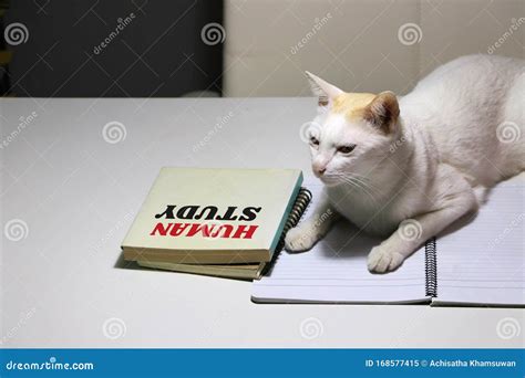 White Cat Laying Down On The Notebook With Human Study Book Beside The