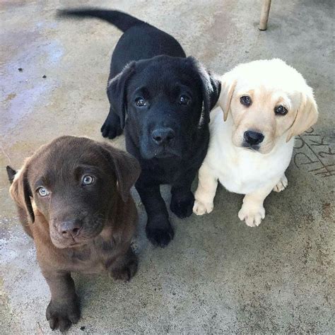Vet checked from nose to tail, dewormed, microchipped and with health certificate and health guarantee…. Pin by Carol Akima on Labs | Cute dogs, Lab puppies ...