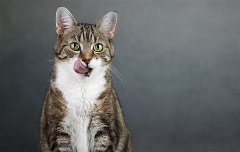 Kattmat Ta Hand Om En Katt Katter Handbok Omlet