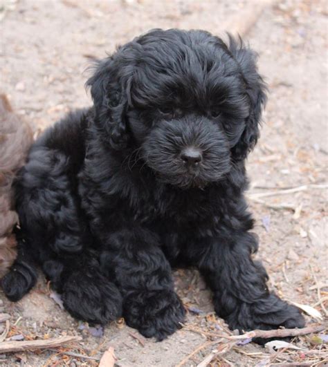 Labradoodle and mini labradoodle pricing. We receive new arrivals on a regular basis and will work ...