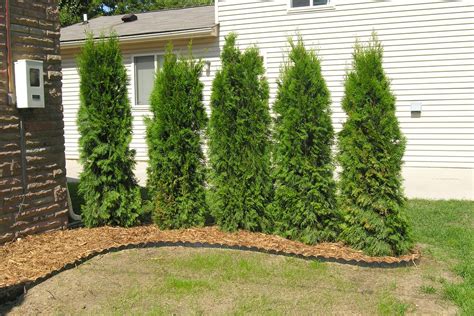Maybe you would like to learn more about one of these? New arborvitae trees | He also put down mulch and trim. It ...