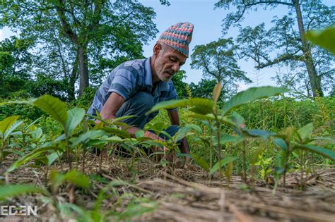 Eden Reforestation Projects It Takes A Village To Raise A Forest Be