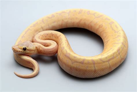 Select Ball Pythons For Sale Snakes At Sunset