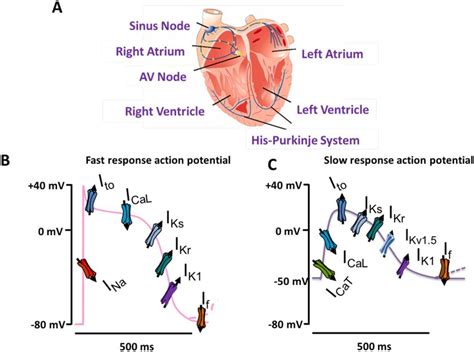 The Cardiac Electrical Conduction System And Genesis Of The Cardiac