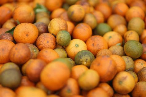 Florida Citrus Greening Decimates Crops Nbc News