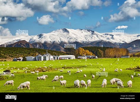 Landscape With Snowy Mountains And Green Field With Grazing Sheep And