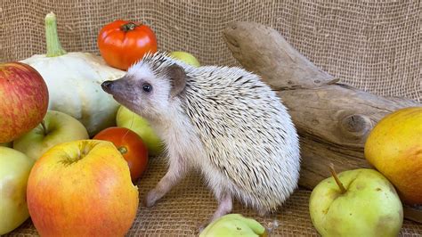 Best Fruits For Hedgehogs Encycloall