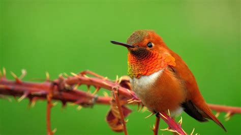 Hummingbirds Virginia Everything You Need To Know Bird Advisors 2022