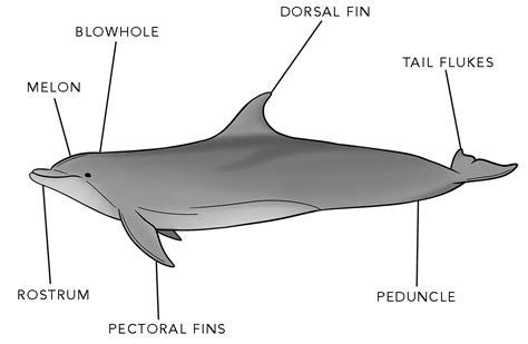 Dolphin Facts Dolphin Project