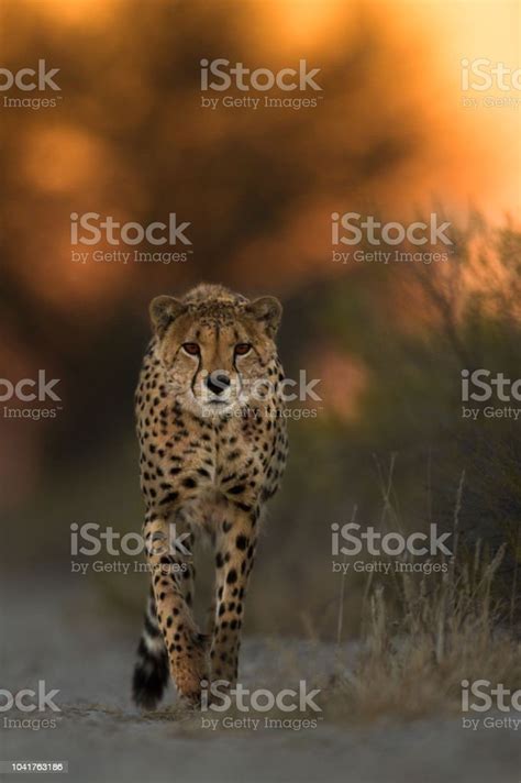 Cheetah At Groundlevel Stock Photo Download Image Now Cheetah