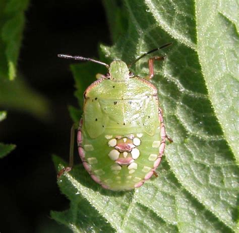 Immature Southern Green Stink Bug Stink Bugs Green Stink Bug