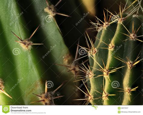 Cactus Sharp Thorns Macro Shot Stock Image Image Of Living
