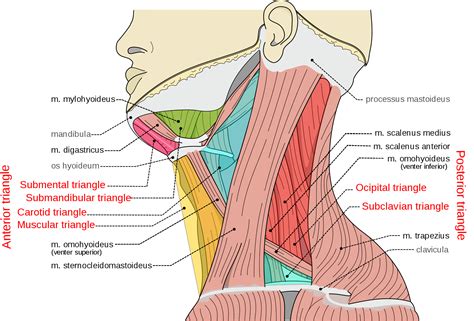 Triangles Of The Neck Medical Anatomy Muscle Anatomy Human Anatomy