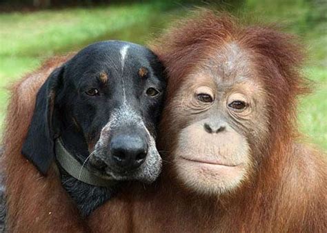 Unlikely Animal Friends Animal Pictures And Facts