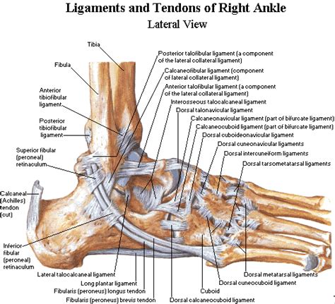 Human Anatomy Ligaments And Tendons Of The FOOT