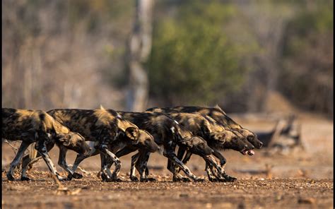 Painted Wolves A Wild Dogs Life Africa Geographic