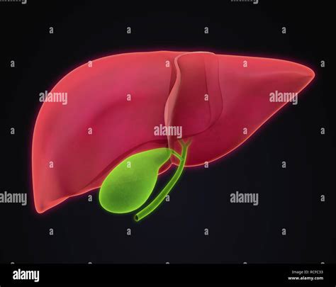 Liver And Gallbladder Anatomy Stock Photo Alamy
