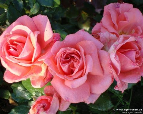 Buy Kalinka Syn Pink Wonder Floribunda Rose Agel Rosen