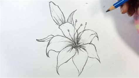 Pencil Drawings Of Tiger Lilies