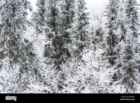 Hoar Frost Covered Trees Lapland Sweden Stock Photo Alamy
